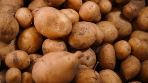A lot of white potatoes close-up, top view. Smooth camera movement Stock Footage 238968778