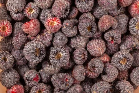 Lot of wild raspberry pattern ready to eat ripe fruits Stock Photos