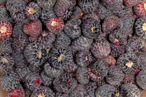 Lot of wild raspberry pattern ready to eat ripe fruits Stock Photos