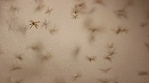 A lot of winged termite playing light of the house in the rural area, Thailand Stock Footage 67308503
