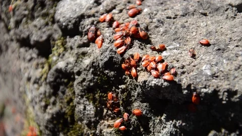 Lot of wingless redbugs crawl on stone surface. Pyrrhocoris apterus in garden. Video stock 159818882