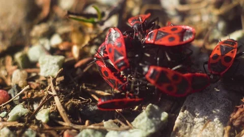 Lot of wingless redbugs in eats other insect. Pyrrhocoris apterus in garden Video stock 182027360