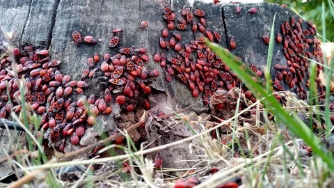 Lot of wingless redbugs live in the tree. Pyrrhocoris apterus in garden. Video stock 158175008