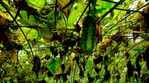 Lot of withering cucumber plants tangled to trellis made from cattle panels Stock-Footage 331832338