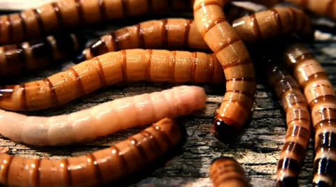 A lot of worms Video stock 33531531