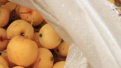 Lot of yellow apples Stock Footage 80627148