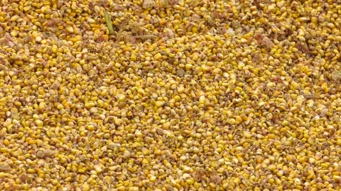 A lot of yellow corn grain. Dry Corn Seeds. Video stock 330346323