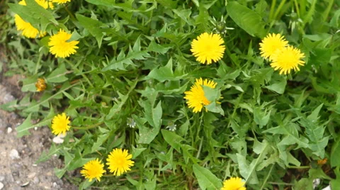 Lot of yellow dandelions Stock Footage 49941617