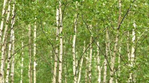 A lot of Young birch trees are fluctuate in the wind Stock Footage 77302570