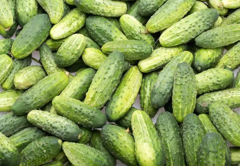 A lot of young cucumbers as background Stock Photos