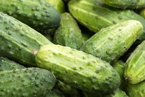 A lot of young cucumbers as background Stock Photos