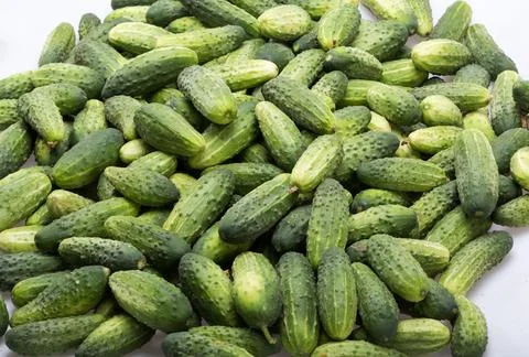 A lot of young cucumbers as background Stock Photos
