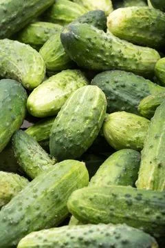 A lot of young cucumbers as background Stock Photos