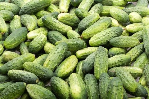 A lot of young cucumbers as background Stock Photos