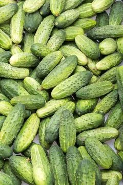 A lot of young cucumbers as background Stock Photos