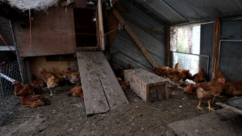 Lot of young organic broilers or meat chickens being cage free raised Stock Footage 296359095