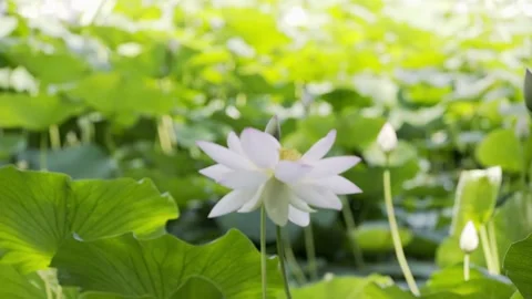 Loto flowers Video stock 171965761