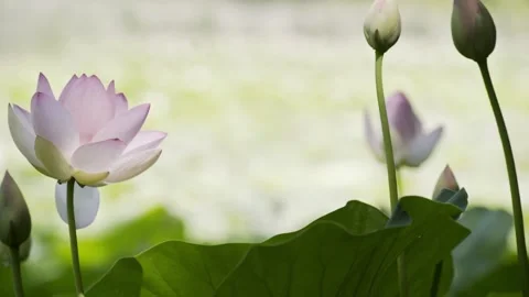 Loto flowers Video stock 171965763