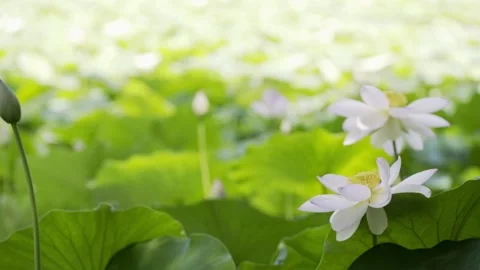 Loto flowers Video stock 171965764