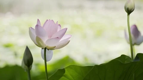 Loto flowers Video stock 171965765