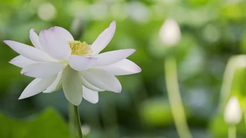 Loto flowers Video stock 171965774