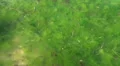 Lots of algae in low tide water HD Footage