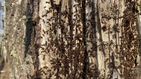 Lots of ants. Stock Footage 238087597