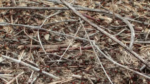 Lots of ants hard working on building anthill of conifer needles Stock Footage 11983835