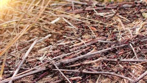 Lots of ants hard working on building anthill of conifer needles Stock Footage 80331208