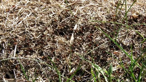 Lots of ants moving over an ants nest Stock Footage 89670356