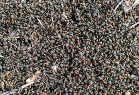 Lots of ants. Stock Photos