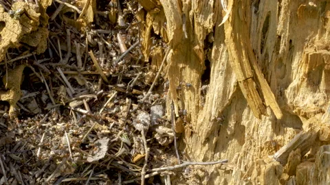 Lots of ants on the root of the tree in the forest Stock Footage 138590112
