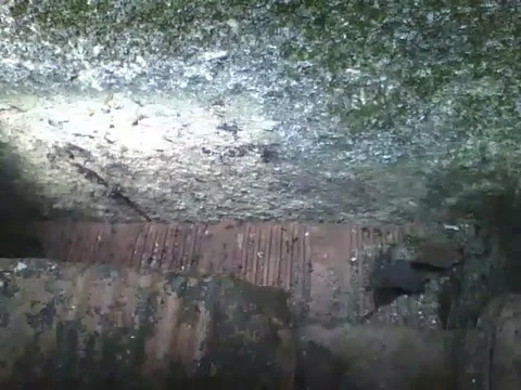 Lots of ants running along the wall and on the bricks, practically a swarm Stock Footage 161210023