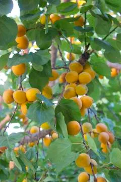 Lots of apricots on a tree Stock Photos