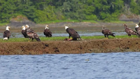 Lots of Bald eagles on a shore line fly and fight for space over a dead goose Stock Footage 344088711