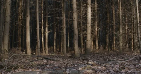 Lots Of Bald Trees With Branches In The Nature Stock Footage 127631227
