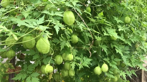 Lots of balloon-vine Stock Footage 250948934
