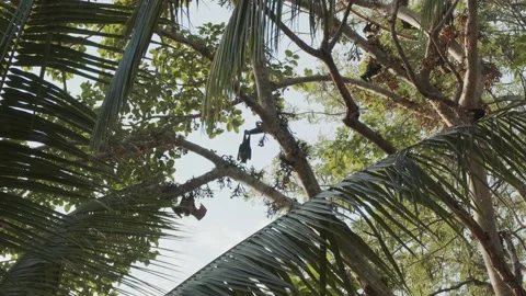 Lots of bats hanging in fig tree, with coconut leaves, one duo fighting Stock Footage 220755628