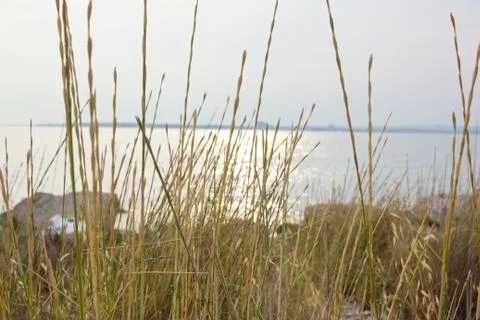 Lots of beach grass Stock Photos
