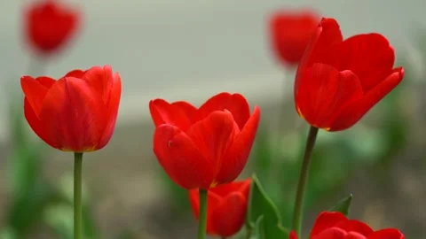 Lots of beautiful bright red tulips, spring natural background, footage, calm Stock Footage 326037520