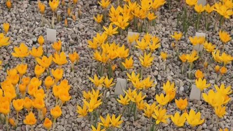 Lots of beautiful crocuses Stock Footage 149396958