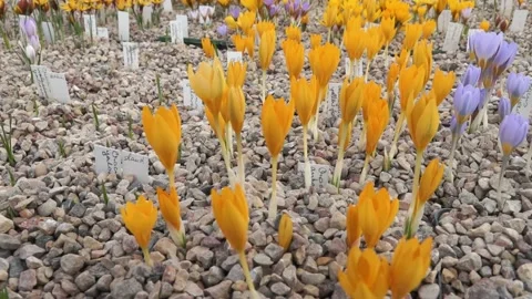 Lots of beautiful crocuses Stock Footage 149397019