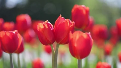 Lots of beautiful red tulips, spring natural background, footage Stock Footage 277791096