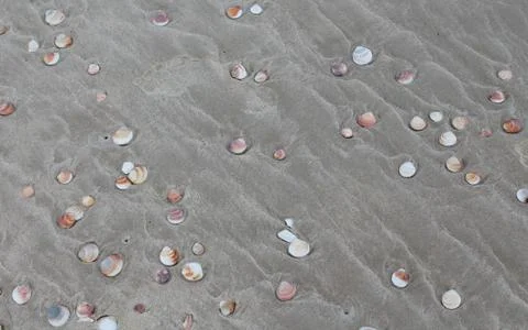 Lots of beautiful small shells on the sandy beach Stock Photos