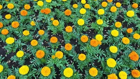 Lots of beautiful spring flowers 스톡 동영상 276504360