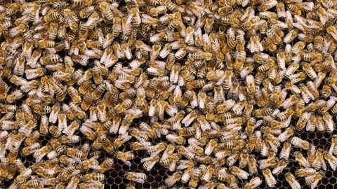 Lots of bee insects. Bees close-up. Stock Footage 161747163
