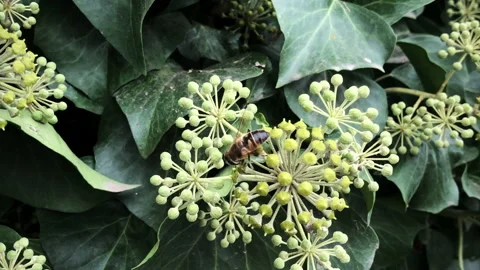 Lots of bees on the bushes. Close-up Stock Footage 144694090