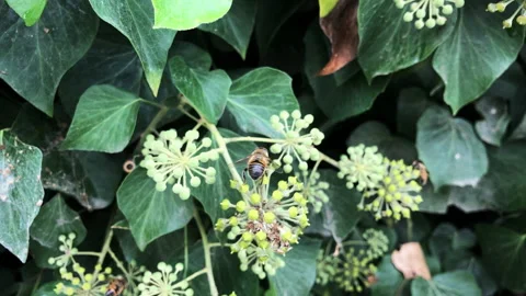 Lots of bees on the bushes. Close-up Stock Footage 144694272