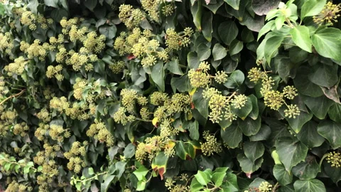 Lots of bees on the bushes Stock Footage 144693972