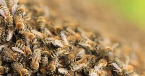 Lots of bees, texture. Transplanting a swarm into a new hive. Stock Footage 196993768